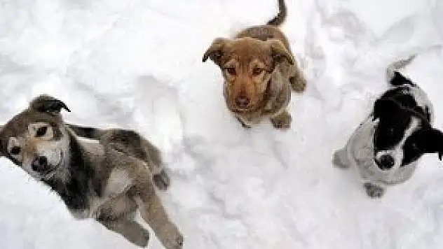 Hayvan hakkı ihlallerine 274 bin 733 lira ceza