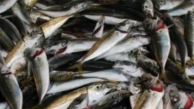 Hamsi fiyatları yüzleri güldürdü