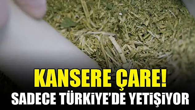 Kansere çare olan: Pelemir bitkisi