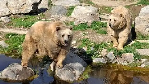 Sıcak hava ayıları uyutmadı
