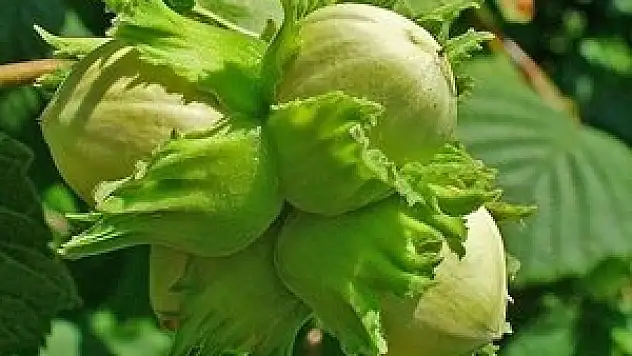 'Sıcak havalar fındık üreticisini üzecek'