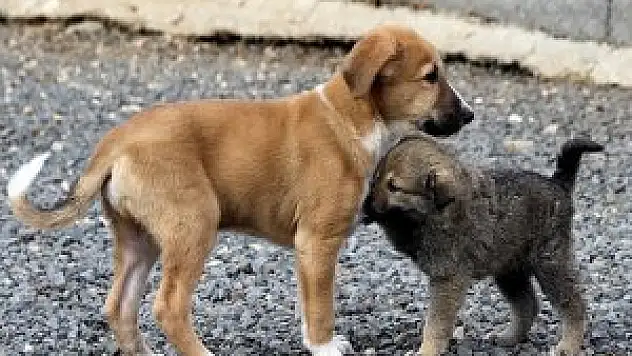 Hayvanlara kötü muameleye 15 bin lira ceza