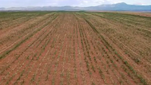 Türkiye'nin hububat ambarında kuraklık endişesi