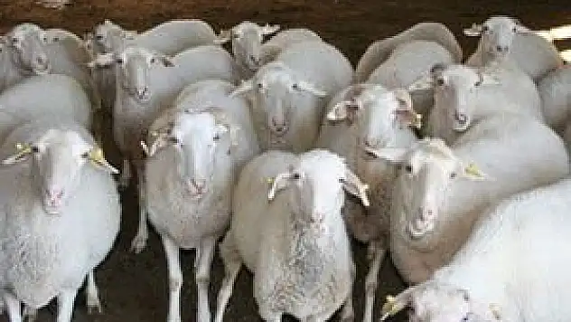 Beyşehir'de koyun hırsızlığı iddiası