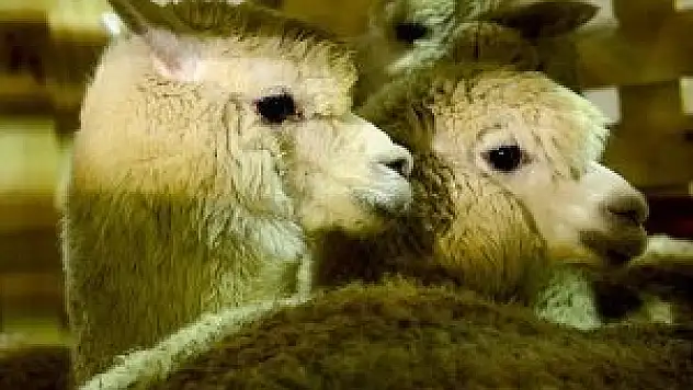 Alpaka develeri Türkiye'ye getirildi