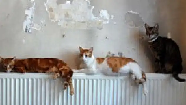 Evinden 67'si ölü, 166 kedi çıktı!