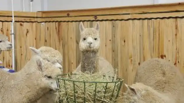 Alpaka develeri Konya'ya geldi