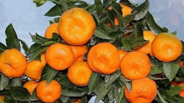 Zam şampiyonu mandalina