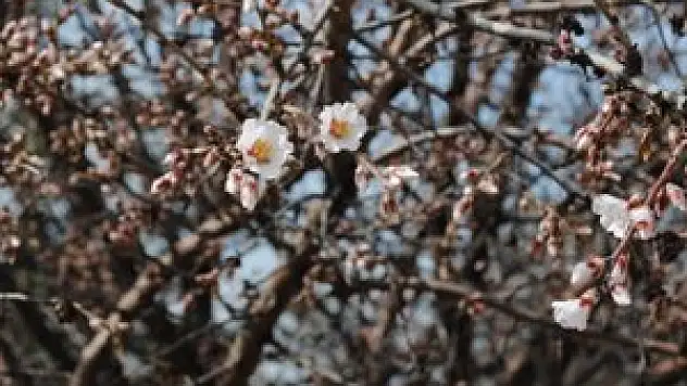 Ağaçlar erken çiçek açtı