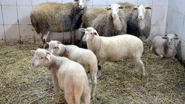 Transgenik kuzu ve tavşan, ilaç sanayine umut oldu