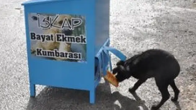 Sokak hayvanları için anlamlı uygulama