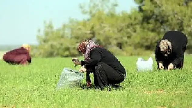 Çiftçiye 77 milyon liralık prim müjdesi