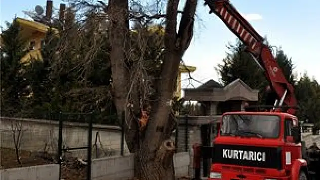 Meram'da Anıt Ağaçların Bakımı Yapılıyor