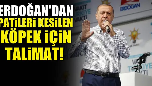 Erdoğan'dan patileri kesilen köpek için talimat!