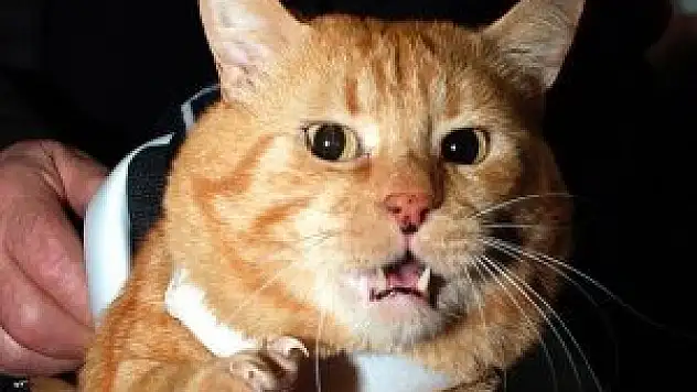 Kedilerinin saldırısına uğrayan aile polisten yardım istedi