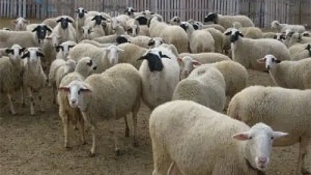 Yanlış aşının koyunları öldürdüğü iddiası