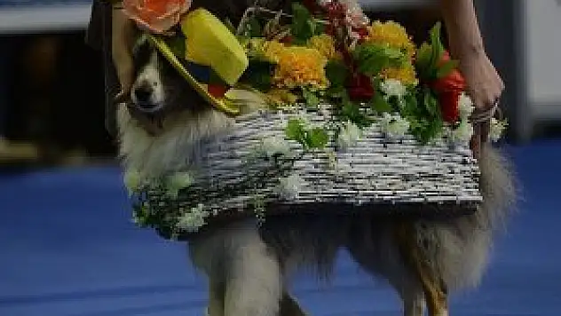 Moskova'da köpek fuarı