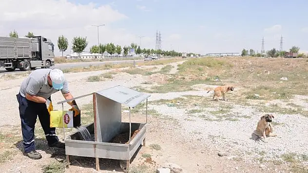 Karatay, yaz sıcaklarında da sokak hayvanlarının yanında