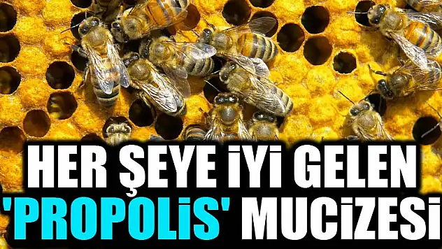 Her şeye iyi gelen 'propolis' mucizesi