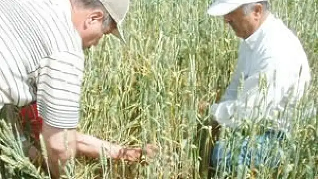 Süneye karşı 1 milyon yararlı böcek