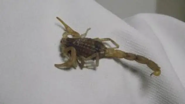 Akrebin soktuğu kadın hastanelik oldu