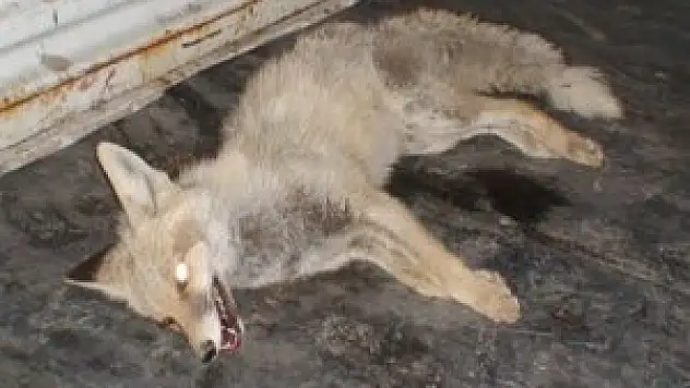 Aracın motor kısmına sıkışan tilki öldü