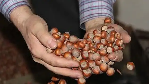 Fındık bu yıl 9 lirayı görebilir