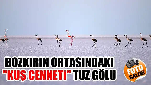 Bozkırın ortasındaki 'kuş cenneti' Tuz Gölü