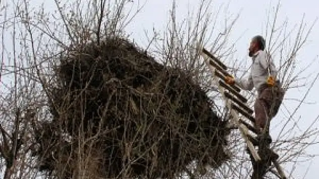 İmamın leylek sevgisi