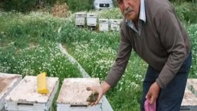 Şaşırtan arı ölümleri