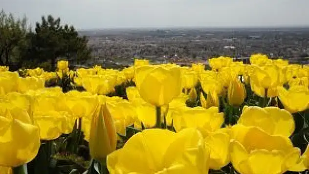 Konya'da 5 milyon lale çiçek açacak - Konya'da 'Lale Mevsimi' Bir Başkadır