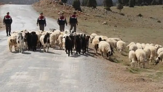 Kaybolan koyun sürüsünü jandarma buldu