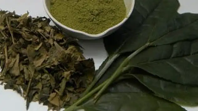 Yeşil çay hafızayı da güçlendiriyor