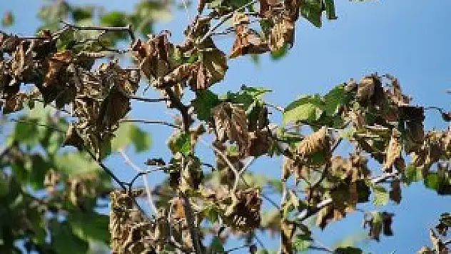 Fındık fiyatı rekor kırdı