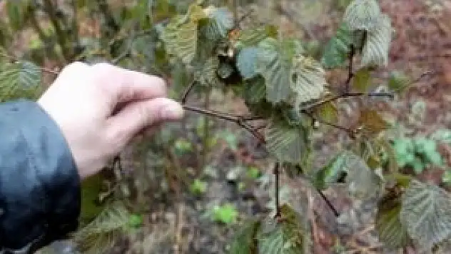 Mart ayı sonunda yaşanan don sonrası fındıkta ciddi kayıp var