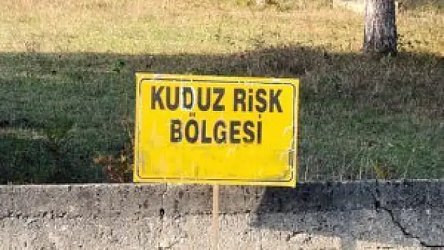 Tilkiler 'çikolata' ile aşılanacak