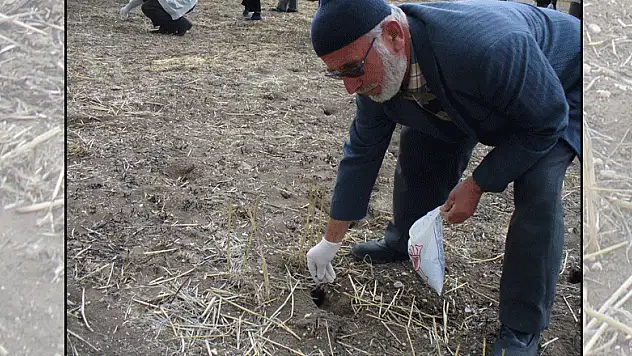 Seydişehir'de tarla faresiyle mücadele