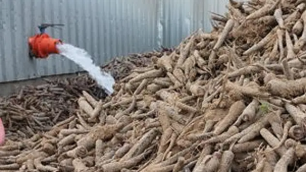 Bu yıl 80 bin ton siyah havuç üretildi