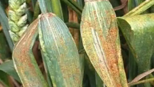 2. Uluslararası Buğday Sarı Pas Sempozyumu