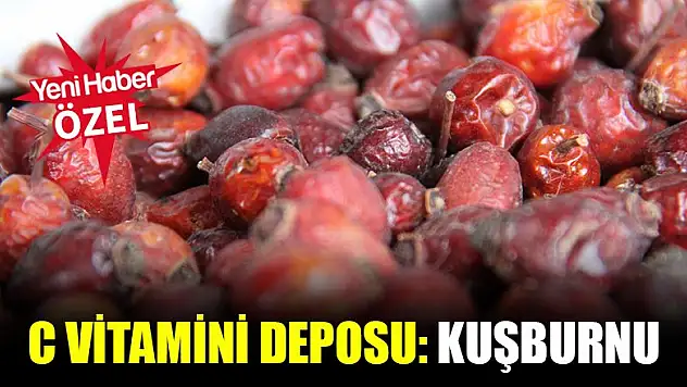 C vitamini deposu: Kuşburnu