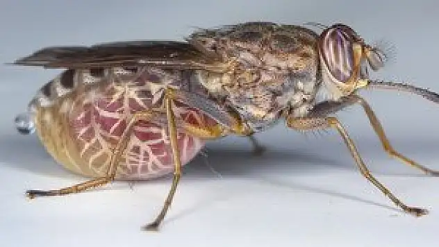Türk bilimci çeçe sineğinin sırrını çözdü