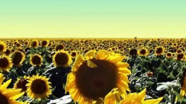 Ayçiçeğinde kesin alım fiyatları açıklandı