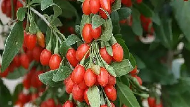 Kurt üzümü, sağlık kaynağı