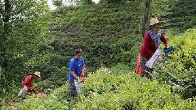 Yaş çay alım fiyatı açıklandı