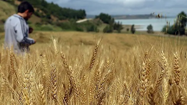 Türkiye tahıl ve sebzede kendine yetiyor