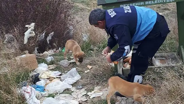Beyşehir Belediyesi'nden sokak hayvanlarına yiyecek desteği