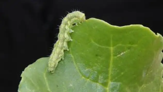 KOP Çiftçileri Uyarıyor, Pamuk zararlısıydı, Şeker Pancarı'na da bulaştı