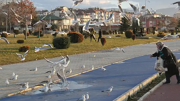 Beyşehir'de martıların ekmek kapma mücadelesi