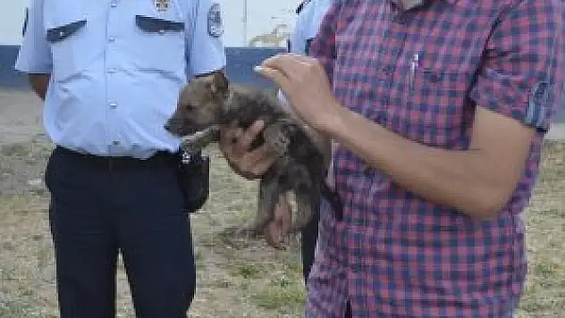 Yavru kurt koruma altına alındı