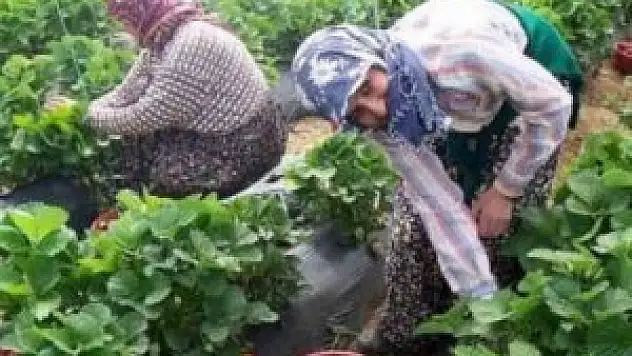 Konya Ovası'nda organik tarım yaygınlaşıyor